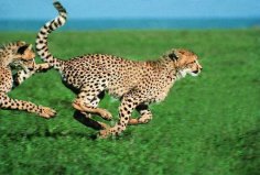 世界上跑的最快的动物，猎豹冲刺时速超110千米
