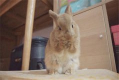 世界上最小的宠物兔是什么：荷兰侏儒兔非常受欢迎