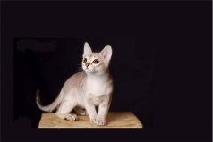 世界上最小的猫品种，新加坡猫长相可爱，看一眼就萌化