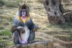 世界上最大的猴科动物是什么：山魈面容奇特，形似鬼怪