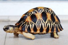 寿命最长的爬行动物：射纹龟寿命足有188岁