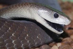 世界上移动速度最快的蛇：黑曼巴蛇时速高达20公里