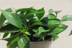 家里放什么植物除甲醛？除甲醛最有效的植物排名