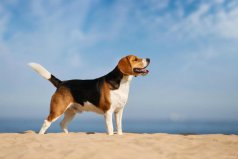 世界上最小的狩猎犬是什么：比格犬体高不超过40cm