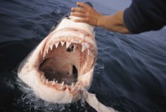 世界上牙齿最硬的动物：鲨鱼有5-6排牙齿，咬合力达18吨