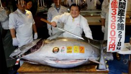 世界上最贵的金枪鱼：重达278公斤，售价达2088万元