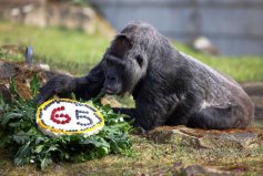 世界上最长寿的大猩猩，“寿星”Fatou度过了65岁生日