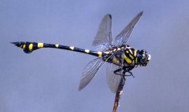 世界最大蜻蜓是在哪里发现的？发现于南美洲，体长达19厘米