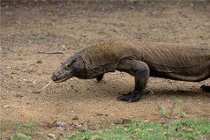 世界上体型最大的蜥蜴是什么：科莫多巨蜥体长达3米