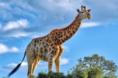 现存最高的陆地哺乳动物：长劲鹿当仁不让，最高达8米