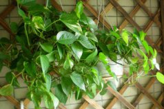 室内易养的懒人盆栽植物：绿萝、富贵竹和龟背竹全上榜