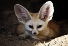 世界十大少见动物：耳廓狐、栉趾鼠双双入榜