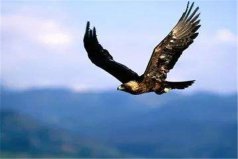 世界上寿命最长的鸟是什么：赤鹰可活达70多年