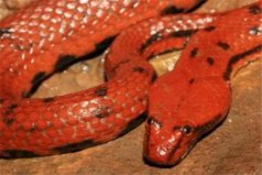 世界上最奇异的蛇：香蛇的香气可以防虫、防蚊
