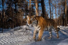 800公斤史上最大的老虎是什么：东北亚巨虎已灭绝