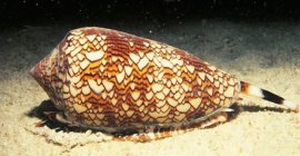 世界上最可怕的10种蜗牛，鳞角腹足蜗牛的壳最硬