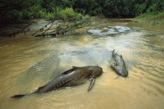 世界上排名第一凶猛的鱼：亚马逊鲇鱼可吞下整个人