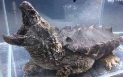 世界上最著名的鳄龟：真鳄龟体重可达91千克