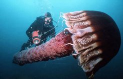 世界上身体最长的动物：北极霞水母触手达到36米长