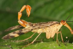 世界最恐怖的十大昆虫：蝎蛉上榜，你见过几种？