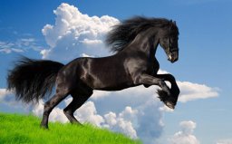 长跑耐力最强的动物是什么：当属马，绝对无争议！