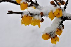 盘点十种在冬天开花的花卉：雪莲上榜，腊梅花居榜首