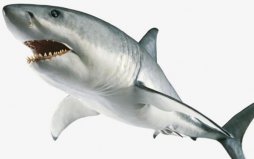 远古十大恐怖猛兽排名：巨齿鲨一枝独秀，沧龙第二