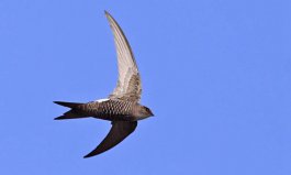 世界上飞得最快的动物，尖尾雨燕最快时速可达352.5千米