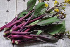 盘点十大紫色最有营养的菜，菜苔、苋菜、紫甘蓝居前三位