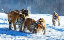 世界上体重最大的肉食性猫科动物：东北虎重达350千克以上