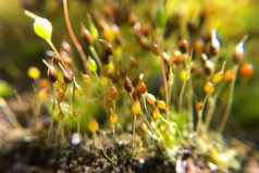 常见的10种苔藓植物：葫芦藓居首，黑藓排第二