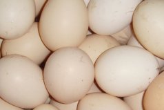 世界上吃鸡蛋最多的国家：日本第一，其次是巴拉圭和中国