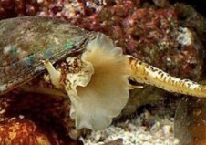 世界上十大最奇特的蜗牛：黄金象蜗牛上榜，你见过吗？