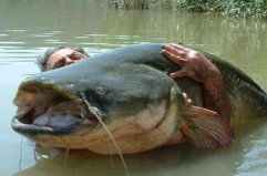 世界十大凶猛淡水鱼排行榜，亚马逊鲇鱼排第一名