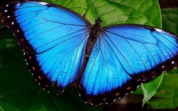 世界最美的十种蝴蝶，蓝色大闪蝶夺得第一名