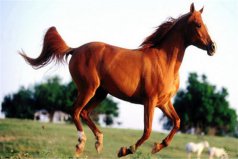 世界十大最受欢迎的马种，阿拉伯马位列榜首
