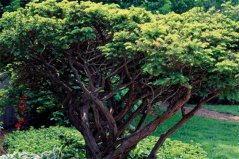 常见的针叶树有哪些树种？盘点10种常绿针叶树种
