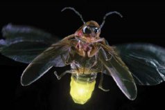 世界上十大会发光的动物：四种水母上榜，萤火虫居首
