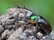 世界最值钱甲虫：阳彩臂金龟一只曾卖到几十万