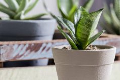 室内养什么植物净化空气好？室内净化空气的六种最佳植物