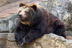 世界上最大的熊Top10：北极熊仅第三，第一名是科迪亚克棕熊