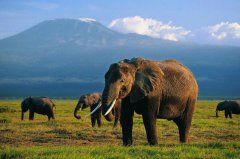 动物界中最记仇的四种动物：大象最记仇，千万别惹！