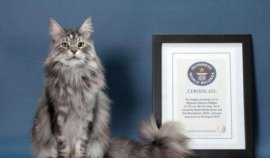 世界上最大的貓排行榜：緬因貓奪冠，布偶貓居第二
