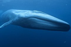 十大哺乳动物排行榜：长颈鹿上榜，蓝鲸体型最大