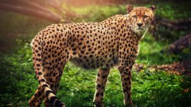 ​世界十大禁养名猫：猎豹、狮子、老虎悉数上榜