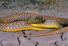 世界十大劇毒蛇排名：眼鏡王蛇墊底，第一是細鱗太攀蛇