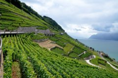 世界十大酒庄排行榜，瑞士拉沃葡萄园排第一名