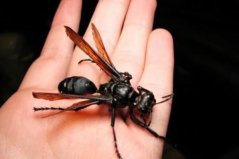 世界最可怕的十大昆虫：子弹蚁上榜，沙漠蛛蜂排第一名