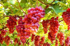 新疆十大特产排名：吐鲁番葡萄、哈密瓜居前两名
