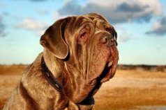 世界十大大型犬排名，马士提夫犬夺得冠军